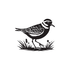 Plover Vector Silhouette - Plover Illustration - Plover bird Vector.