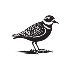 Plover Vector Silhouette - Plover Illustration - Plover bird Vector.