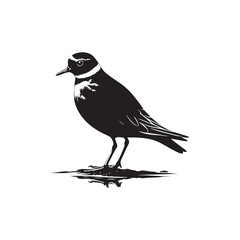 Plover Vector Silhouette - Plover Illustration - Plover bird Vector.