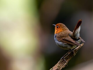 森の中で枯れ木に留まっているコマドリの雄