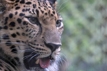 アムールヒョウ