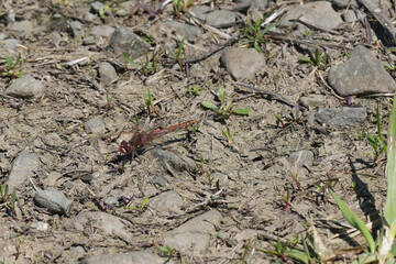 Closeup on a variegated meadowhawk, Sympetrum corruptum sitting on the ground