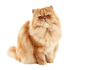 Full body shot of Persian cat, sitting,  looking around curiously.