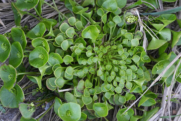 Closeup on a miner's or Indian lettuce, rooreh, Claytonia perfoliata growing at the beach of Bandon , Oregon, USA