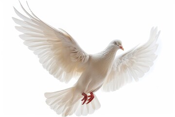 Fototapeta premium Free-flying white dove isolated on a white background, symbol of peace and freedom