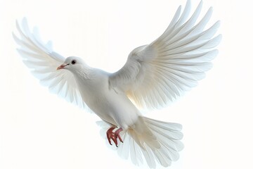 Free-flying white dove isolated on a white background, symbol of peace and freedom
