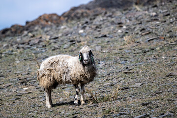 Obraz premium young sheep close-up in natural environment on a summer day in Altai