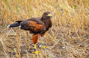 harris eagle trained for falconry, still on the ground