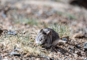 gray pika close-up in natural environment on a summer day in Altai