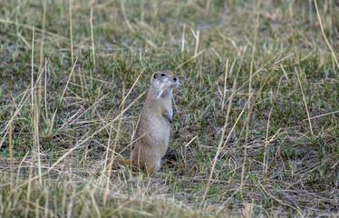 gray gopher close-up in natural environment on a summer day in Altai