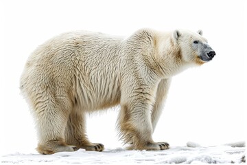 Fototapeta premium Full body polar bear standing on snow isolated on white background, majestic and powerful