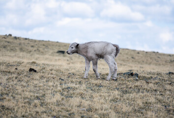 Naklejka premium wild high-mountain yaks close-up in their natural environment on a summer day in Altai