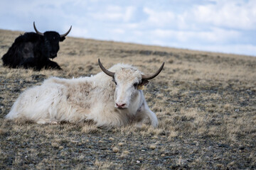 wild high-mountain yaks close-up in their natural environment on a summer day in Altai