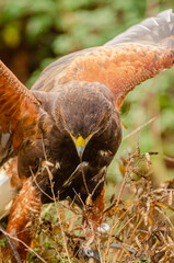 harris hawk with open wings resting on a bush, falconry concept
