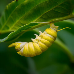 yellow silkworm cocoon over green on silk worm net