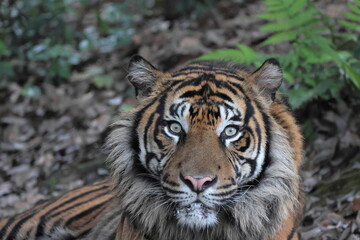 Fototapeta premium スマトラトラ