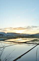 水田の朝