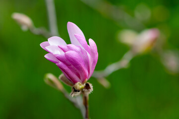 Close-up of a magnolia flower, blooming tree