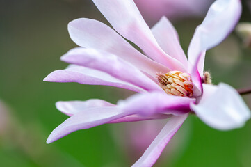 Close-up of a magnolia flower, blooming tree