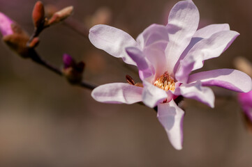 Close-up of a magnolia flower, blooming tree