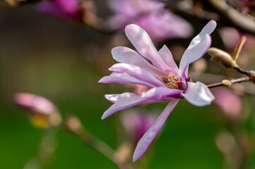 Close-up of a magnolia flower, blooming tree