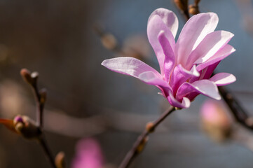Close-up of a magnolia flower, blooming tree