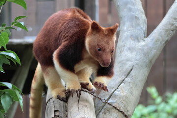 セスジキノボリカンガルー