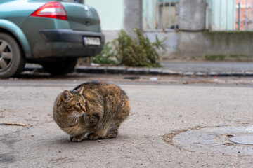 Stray cat sitting in the middle of the street
