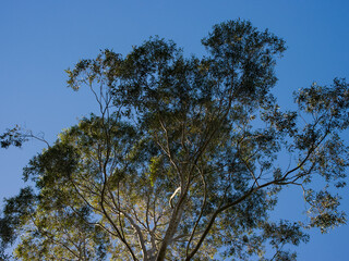 Tree foliage and sky