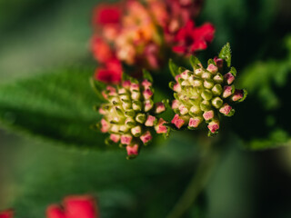 Close up of a flowering Lantana plant