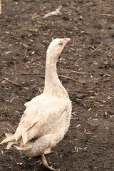 white goose walks on the animal farm