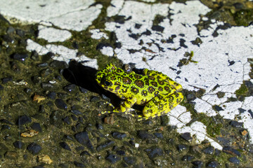 アマミイシカワガエル