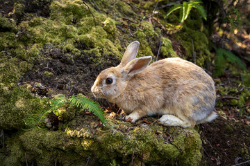 Fototapeta premium うさぎ島（大久野島）の野兎
