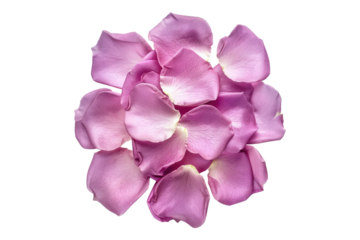 Pink rose petals isolated on transparent background