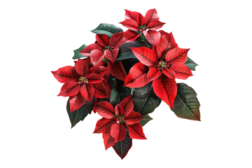 Poinsettia flower isolated on transparent background