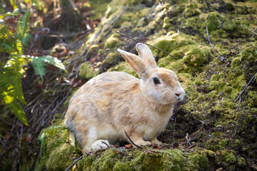 Fototapeta premium うさぎ島（大久野島）の野兎