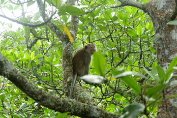 photography of a monkey sitting on a mangrove tree