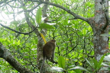 photography of a monkey sitting on a mangrove tree