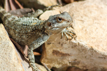 Small Agama lizard sunning itself on a large rock in northern Israel.
