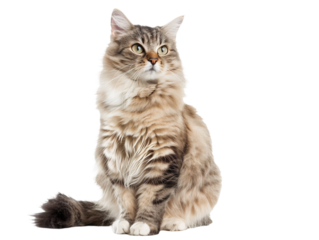 Full body shot of Ragamuffin cat, sitting,  looking around curiously.