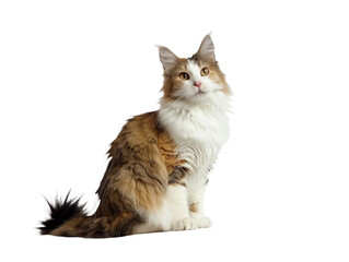 Full body shot of Ragamuffin cat, sitting,  looking around curiously.