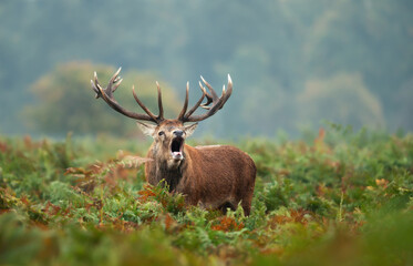 Portrait of a red deer stag calling during the rut in autumn