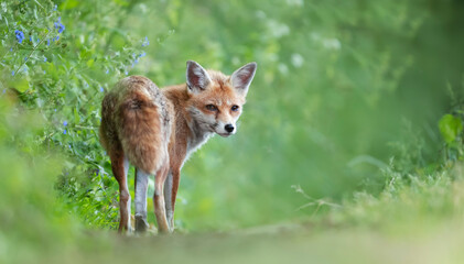 Portrait of a red fox standing in a meadow