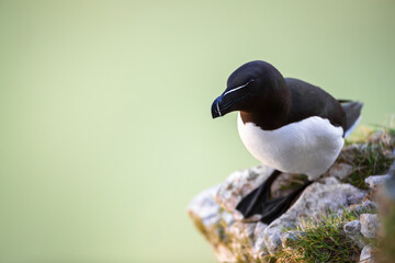 Portrait of a Razorbill perched on a rock