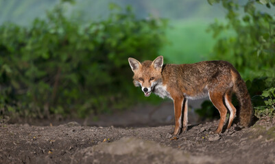 Portrait of a red fox cub standing in a forest