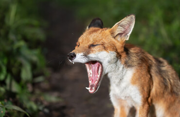 Portrait of a red fox cub yawning in a forest