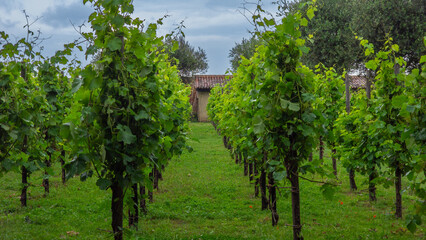 Pretty little vineyard in the heart of a small monastery in Venice, Italy
