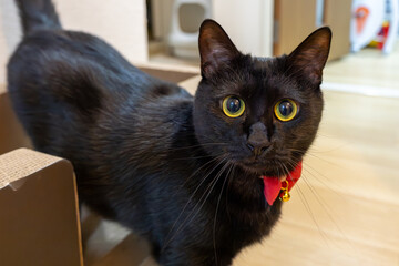 Fototapeta premium 黒猫