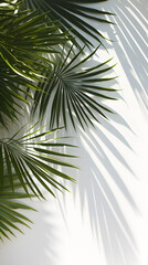 Fototapeta premium Green Tropical palm leaves with shadows on white wall 