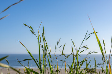 Bromus catharticus is a species of brome grass, rescuegrass, grazing brome, prairie grass, and Schrader's bromegrass. Palisades Park, Santa Monica, Los Angeles, California